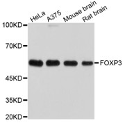 Western blot analysis of extracts of various cell lines, using FOXP3 antibody (abx123224).