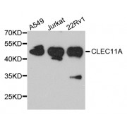 Western blot analysis of extracts of various cell lines, using CLEC11A antibody (abx123230) at 1/1000 dilution.