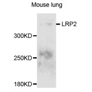 Western blot analysis of extracts of mouse lung, using LRP2 antibody (abx123236) at 1/1000 dilution.