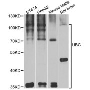 Western blot analysis of extracts of various cell lines, using UBC antibody (abx123437) at 1/1000 dilution.