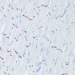 N-Cadherin Antibody