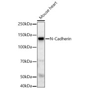 Western blot analysis of Mouse heart tissue (25 μg per lane) using N-Cadherin Antibody (abx123447, 1/700 dilution) followed by secondary antibody HRP-Conjugated Goat Anti-Rabbit IgG, H+L (<a href = "https://www.abbexa.com/goat-anti-rabbit-igg-hl-antibody-hrp-p-44932">abx005548</a>, 1/10000 dilution), and 3% non-fat dried milk in TBST for blocking.