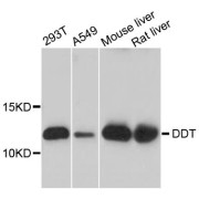 Western blot analysis of extracts of various cell lines, using DDT antibody (abx123476) at 1/1000 dilution.