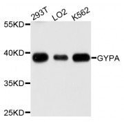 Western blot analysis of extracts of various cell lines, using GYPA antibody (abx123499) at 1/1000 dilution.