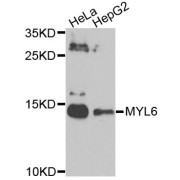 Western blot analysis of extracts of various cell lines, using MYL6 antibody (abx123500) at 1/1000 dilution.