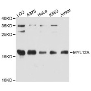 Western blot analysis of extracts of various cell lines, using MYL12A antibody (abx123512) at 1:3000 dilution.