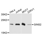 Western blot analysis of extracts of various cell lines, using GINS2 antibody (abx123527) at 1/1000 dilution.