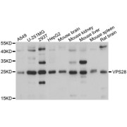 Western blot analysis of extracts of various cell lines, using VPS28 antibody (abx123555) at 1/1000 dilution.