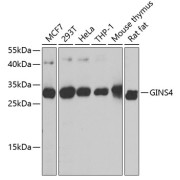 Western blot analysis of extracts of various cell lines, using GINS4 antibody (abx123556) at 1/1000 dilution.