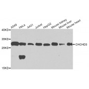 Western blot analysis of extracts of various cell lines, using CHCHD3 antibody (abx123560) at 1/1000 dilution.