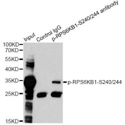 RPS6 (pS240 / 244) Antibody