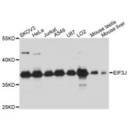 Western blot analysis of extracts of various cell lines, using EIF3J antibody (abx123586) at 1:3000 dilution.