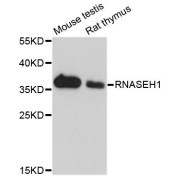 Western blot analysis of extracts of various cell lines, using RNASEH1 antibody (abx123617) at 1/1000 dilution.