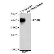 Western blot analysis of extracts of 293T cells, using FCAR antibody (abx123618).