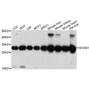 Western blot analysis of extracts of various cell lines, using ECHS1 antibody (abx123625) at 1/1000 dilution.