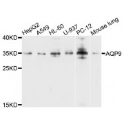 Western blot analysis of extracts of various cell lines, using AQP9 antibody (abx123634) at 1/1000 dilution.