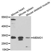 Western blot analysis of extracts of various cell lines, using MEMO1 antibody (abx123636) at 1/1000 dilution.