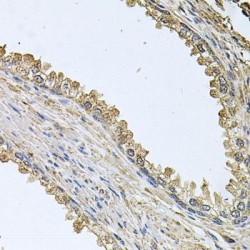 Protein MEMO1 (MEMO1) Antibody