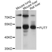 Western blot analysis of extracts of various cell lines, using FUT7 Antibody (abx123691) at 1/1000 dilution.