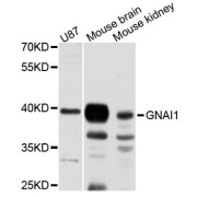 Western blot analysis of extracts of various cell lines, using GNAI1 antibody (abx123709) at 1:3000 dilution.