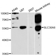 Western blot analysis of extracts of various cell lines, using SLC30A8 antibody (abx123724) at 1:3000 dilution.