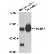 Western blot analysis of extracts of various cell lines, using PTGER3 antibody (abx123742) at 1:3000 dilution.