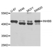 Western blot analysis of extracts of various cell lines, using INHBB antibody (abx123758) at 1/1000 dilution.
