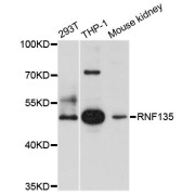 Western blot analysis of extracts of various cell lines, using RNF135 antibody (abx123796) at 1/1000 dilution.