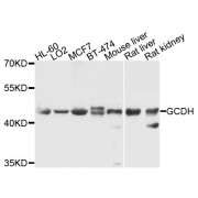 Western blot analysis of extracts of various cell lines, using GCDH antibody (abx123799) at 1/1000 dilution.