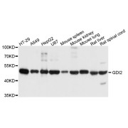 Western blot analysis of extracts of various cell lines, using GDI2 antibody (abx123804) at 1/1000 dilution.