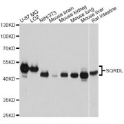 Western blot analysis of extracts of various cell lines, using SQRDL antibody (abx123807) at 1:3000 dilution.