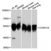 Western blot analysis of extracts of various cell lines, using CORO1A antibody (abx123821) at 1/1000 dilution.