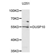 Western blot analysis of extracts of U-251MG cells, using DUSP10 antibody (abx123846) at 1/1000 dilution.