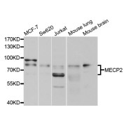 Western blot analysis of extracts of various cell lines, using MECP2 antibody (abx123849) at 1/1000 dilution.