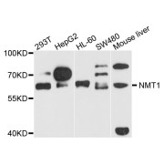 Western blot analysis of extracts of various cell lines, using NMT1 antibody (abx123859) at 1/1000 dilution.