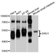 Western blot analysis of extracts of various cell lines, using SMU1 antibody (abx123877) at 1/1000 dilution.