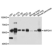 Western blot analysis of extracts of various cell lines, using IMPDH1 antibody (abx123878) at 1/1000 dilution.