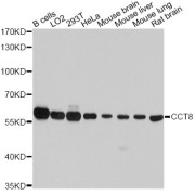 Western blot analysis of extracts of various cell lines, using CCT8 antibody (abx123913) at 1:7000 dilution.