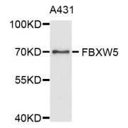 Western blot analysis of extracts of A-431 cells, using FBXW5 antibody (abx123928) at 1/1000 dilution.