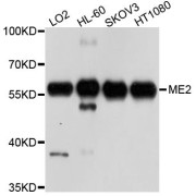 Western blot analysis of extracts of various cell lines, using ME2 antibody (abx123943) at 1/1000 dilution.