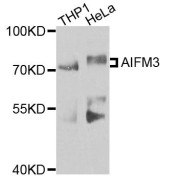 Western blot analysis of extracts of various cell lines, using AIFM3 antibody (abx123957) at 1/1000 dilution.