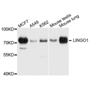 Western blot analysis of extracts of various cell lines, using LINGO1 antibody (abx123969) at 1/1000 dilution.