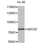 Western blot analysis of extracts of HL-60 cells, using ABCG5 antibody (abx123998) at 1/1000 dilution.