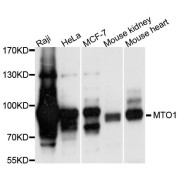 Western blot analysis of extracts of various cell lines, using MTO1 antibody (abx124032) at 1/1000 dilution.