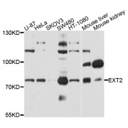 Western blot analysis of extracts of various cell lines, using EXT2 antibody (abx124033) at 1/1000 dilution.