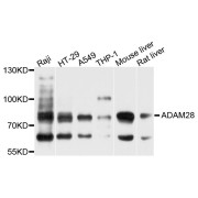 Western blot analysis of extracts of various cell lines, using ADAM28 antibody (abx124064) at 1/1000 dilution.