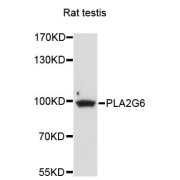 Western blot analysis of extracts of rat testis, using PLA2G6 antibody (abx124080) at 1/1000 dilution.