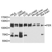 Western blot analysis of extracts of various cell lines, using FER antibody (abx124084) at 1/1000 dilution.