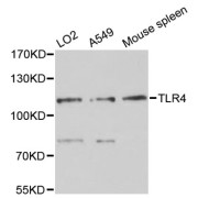 Western blot analysis of extracts of various cell lines, using TLR4 antibody (abx124092) at 1:3000 dilution.