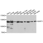 Western blot analysis of extracts of various cell lines, using SART1 antibody (abx124109) at 1/1000 dilution.